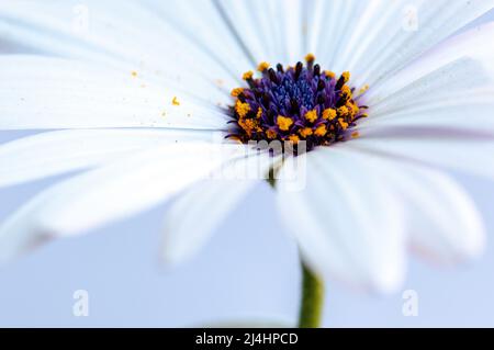 Bianco brillante Africano Daisy Flower su bianco -macro Foto Stock