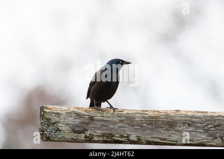 Grackle comune ( Quiscalus quiscula ) su una recinzione di legno Foto Stock