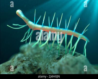 Opere d'arte di Hallucigenia Foto Stock