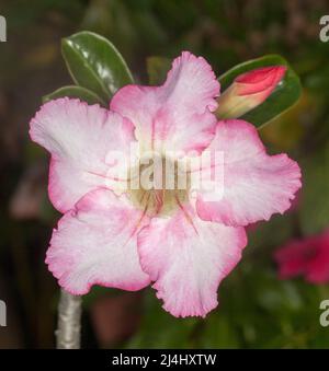 Stupefacente grande fiore pallido e bianco, germogli e foglie verdi della rosa del deserto, l'obesum di Adenium, una pianta succulenta tollerante alla siccità in Australia Foto Stock