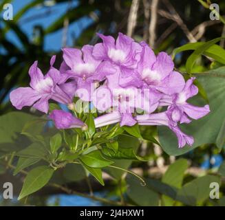 Gruppo di splendidi fiori di mauve di aglio vite, Mansoa alliacea Syn. Pseudocalymma alliaceum contro le foglie verdi in Australia, Foto Stock