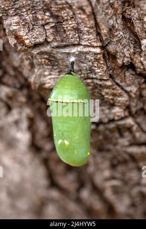 Monarch Chrysalis appeso ad un tronco di albero, San Diego, California Foto Stock