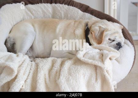 Pug più cutest nel suo letto a casa da vicino. Foto Stock