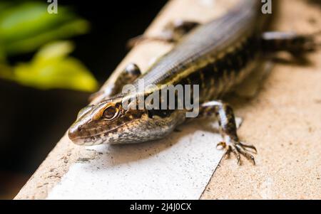 Comune Giardino Skink a Sydney Foto Stock