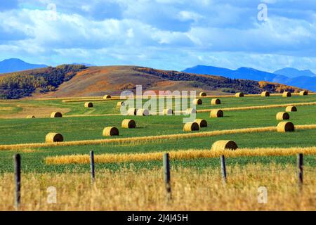 Un paesaggio agricolo di balle rotolate di fieno ai piedi delle Montagne Rocciose canadesi sul Cowboy Trail in Alberta, Canada. Foto Stock