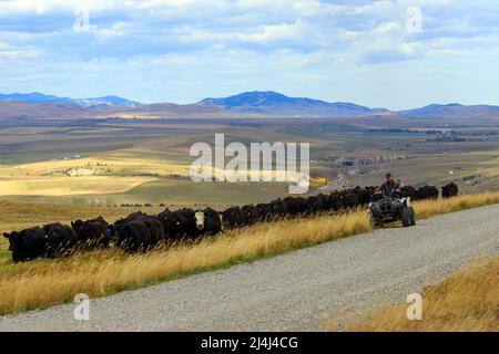 Un pastore di cowboy che allevia bestiame mentre si guida un ATV ai piedi delle Montagne Rocciose canadesi vicino a Lundbreck, Alberta, Canada. Foto Stock