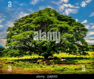 Sotto un grande albero mucche fattoria ottenere fresco all'ombra. Foto Stock