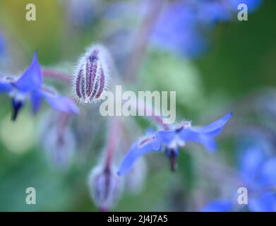 Bel primo piano di un fiore di borragine Foto Stock