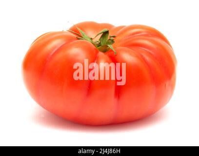 Grande pomodoro coltivato in terra dalle isole Canarie isolato su bianco Foto Stock