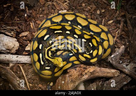 primo piano di un serpente anaconda giallo Foto Stock