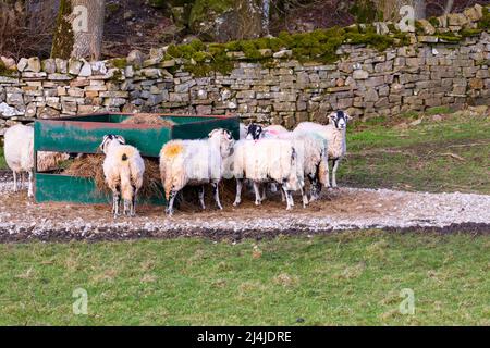 Sheep Swaledale a Wensleydale, Yorkshire Dales National Park Foto Stock