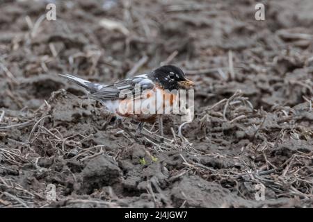Primo piano leucistico Robin americano in campo agricolo Foto Stock