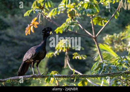 Grande curassow (Crax rubra) maschio - la Laguna del Lagarto Eco-Lodge, Boca Tapada, Costa Rica Foto Stock