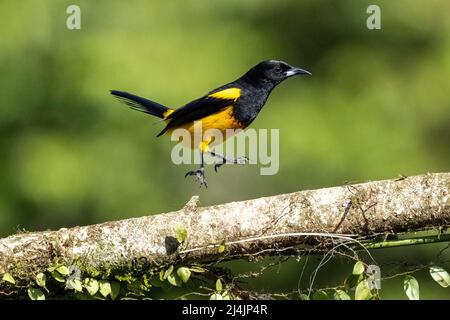 Trampolino di lancio (Icterus prothemelas) jumping - la Laguna del Lagarto Eco-Lodge, Boca Tapada, Costa Rica Foto Stock