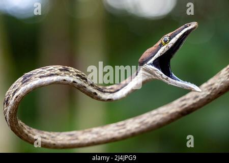 Brown Vine Snake (Oxybelis aeneus) che apre la bocca in esposizione di minaccia. - La Laguna del Lagarto Eco-Lodge, Boca Tapada, Costa Rica Foto Stock