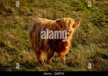 Mucca delle Highland a Glen Nevis, Scozia Foto Stock