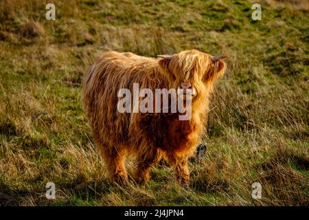 Mucca delle Highland a Glen Nevis, Scozia Foto Stock