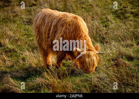 Mucca delle Highland a Glen Nevis, Scozia Foto Stock