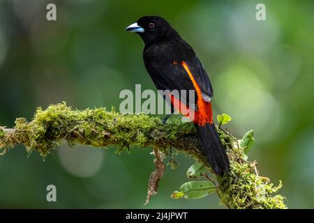 Tanager maschile scarlatto-rumped (Ramphocelus passerinii) - la Laguna del Lagarto Eco-Lodge, Boca Tapada, Costa Rica Foto Stock