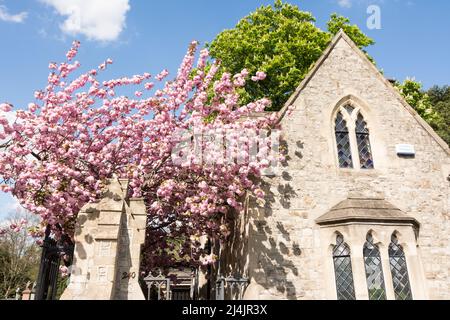 Una loggia coperta di ciliegia al Putney Lower Common Cemetery, Lower Common, Lower Richmond Road, Londra, SW15, Inghilterra, Regno Unito Foto Stock