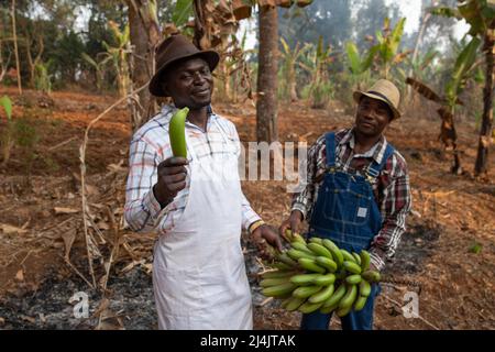 Due agricoltori africani in piantagione di banane plantain, l'agricoltore tiene in mano un mazzo di banane Foto Stock