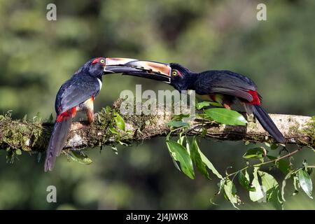 Collaured aracari (Pteroglossus torquatus) courtship feeding - la Laguna del Lagarto Eco-Lodge, Boca Tapada, Costa Rica Foto Stock