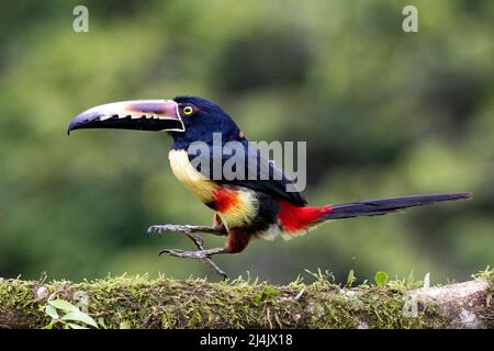 Colaracari (Pteroglossus torquatus) hopping - la Laguna del Lagarto Eco-Lodge, Boca Tapada, Costa Rica Foto Stock