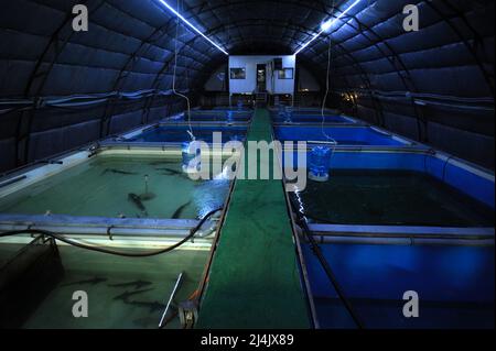 In una zona di pesca interna: Sala di produzione con sistema di controllo della temperatura e serbatoi con pesci storione adulti all'interno. Foto Stock