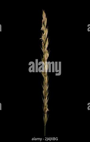 Lettino comune (Elymus repens). Closeup a infiorescenza Foto Stock