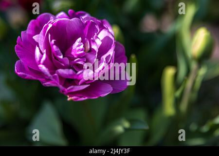 Tulipa Tulipa "Blue Diamond" Foto Stock