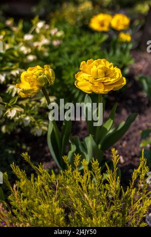 Tulipano giallo Pomponette Foto Stock