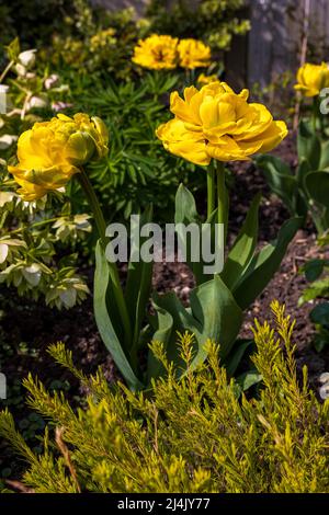 Tulipano giallo Pomponette Foto Stock