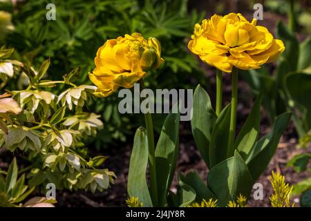 Tulipano giallo Pomponette Foto Stock