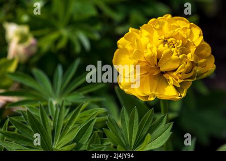 Tulipano giallo Pomponette Foto Stock