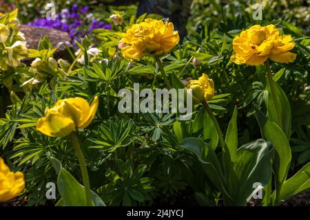 Tulipano giallo Pomponette Foto Stock