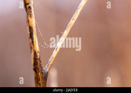 Una fila di piccole gocce su un nastro di ciottoli appeso a una V in un piccolo ramo Foto Stock