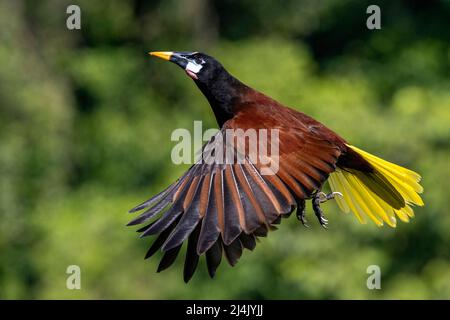 Montezuma Oropendola (Psarocolius montezuma) in volo - la Laguna del Lagarto Eco-Lodge, Boca Tapada, Costa Rica Foto Stock