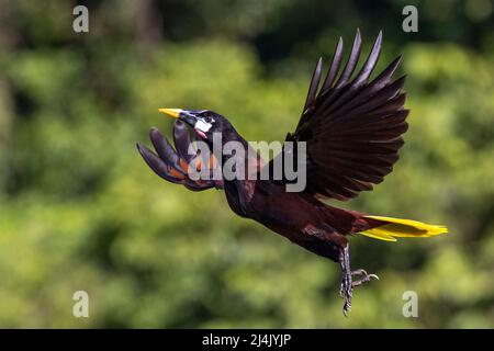 Montezuma Oropendola (Psarocolius montezuma) in volo - la Laguna del Lagarto Eco-Lodge, Boca Tapada, Costa Rica Foto Stock
