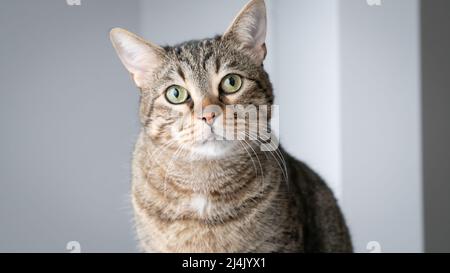 Bel gatto domestico da tavolo guardando la macchina fotografica con pareti bianche sullo sfondo, primo piano Foto Stock