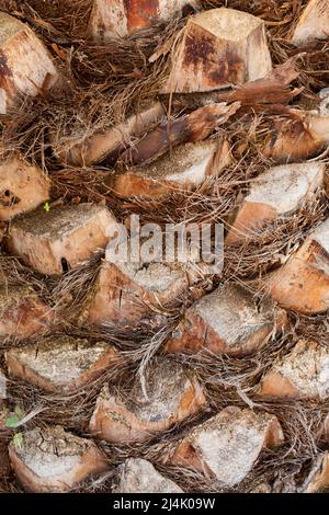 Palmo in primo piano. Vano bagagli full frame. Albero di palma Foto Stock