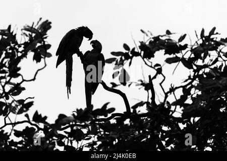 Grande verde macaws (Ara ambiguus) silhouetted - la Laguna del Lagarto Eco-Lodge, Boca Tapada, Costa Rica Foto Stock