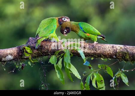 Pappagalli con cappuccio marrone (Pyrilia ematotis) preening courtship - la Laguna del Lagarto Eco-Lodge, Boca Tapada, Costa Rica Foto Stock