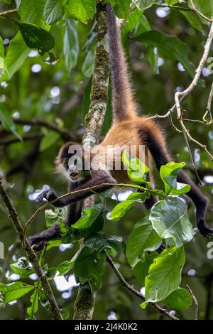 Scimmia ragno di Geoffroy (Ateles geoffroyi) - la Laguna del Lagarto Eco-Lodge, Boca Tapada, Costa Rica Foto Stock