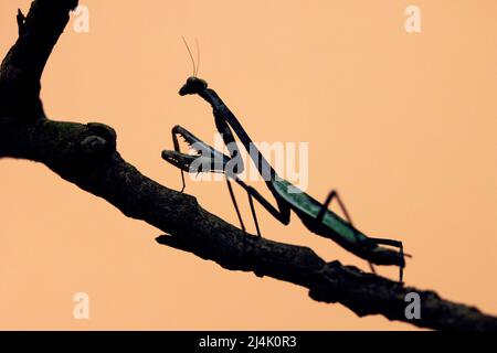 Praying Mantis silhouette - la Laguna del Lagarto Eco-Lodge, Boca Tapada, Costa Rica Foto Stock