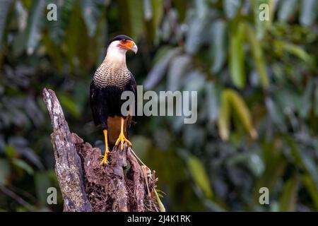 Caracara crestata (Caracara plancus) - la Laguna del Lagarto Eco-Lodge, Boca Tapada, Costa Rica Foto Stock