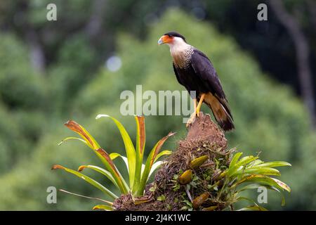 Caracara crestata (Caracara plancus) - la Laguna del Lagarto Eco-Lodge, Boca Tapada, Costa Rica Foto Stock