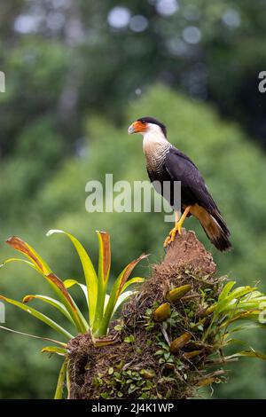 Caracara crestata (Caracara plancus) - la Laguna del Lagarto Eco-Lodge, Boca Tapada, Costa Rica Foto Stock