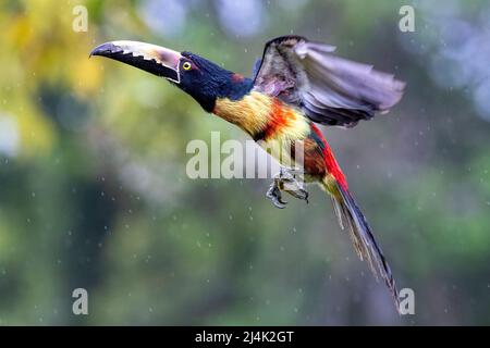 Aracari (Pteroglossus torquatus) in volo - la Laguna del Lagarto Eco-Lodge, Boca Tapada, Costa Rica Foto Stock