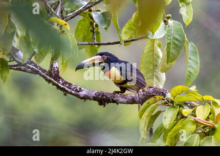 Aracari (Pteroglossus torquatus) - la Laguna del Lagarto Eco-Lodge, Boca Tapada, Costa Rica Foto Stock