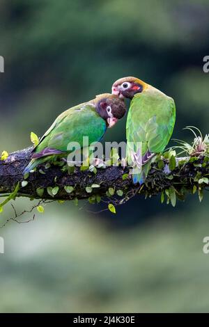 Pappagalli con cappuccio marrone (Pyrilia ematotis) preening courtship - la Laguna del Lagarto Eco-Lodge, Boca Tapada, Costa Rica Foto Stock